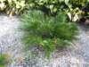dscn0539small_small.jpg