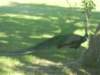 dscn0551small_small.jpg